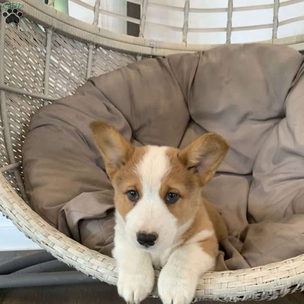 Sammy, Pembroke Welsh Corgi Puppy