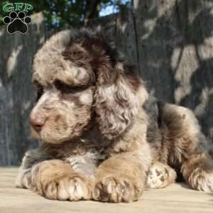 Denver Moyen, Standard Poodle Puppy