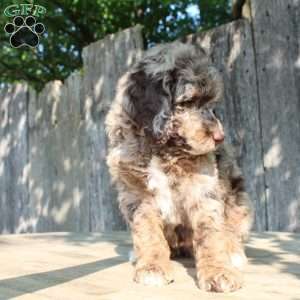 Denver Moyen, Standard Poodle Puppy