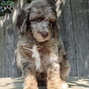 Denver Moyen, Standard Poodle Puppy