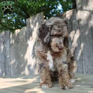 Denver Moyen, Standard Poodle Puppy