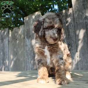 Denver Moyen, Standard Poodle Puppy