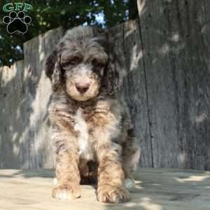 Denver Moyen, Standard Poodle Puppy