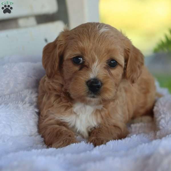 Kiva, Mini Labradoodle Puppy