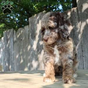 Denver Moyen, Standard Poodle Puppy