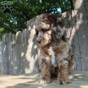 Denver Moyen, Standard Poodle Puppy