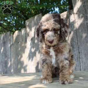 Denver Moyen, Standard Poodle Puppy