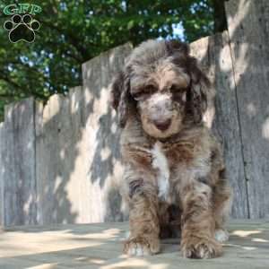 Denver Moyen, Standard Poodle Puppy
