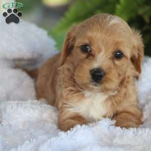 Kiva, Mini Labradoodle Puppy