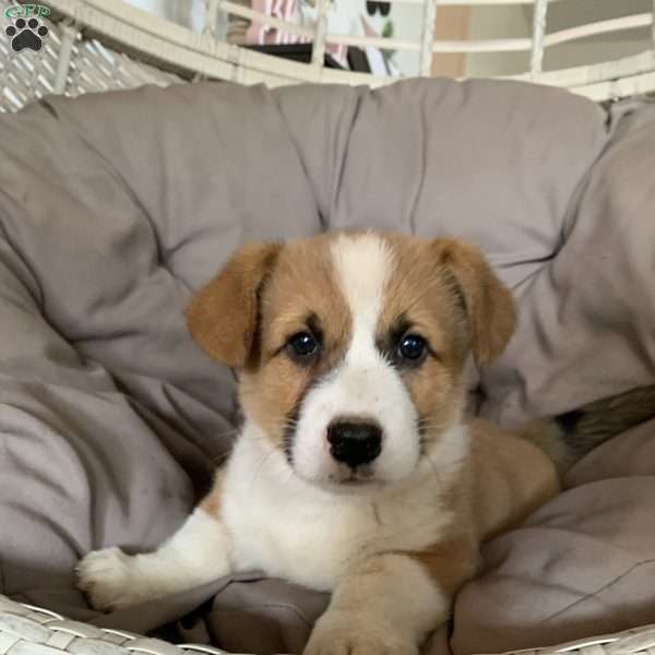 Hank, Pembroke Welsh Corgi Puppy