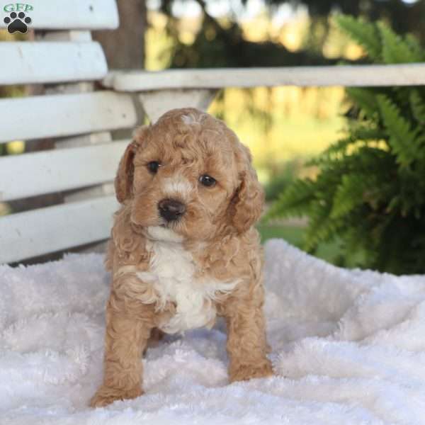 Tucker, Mini Labradoodle Puppy