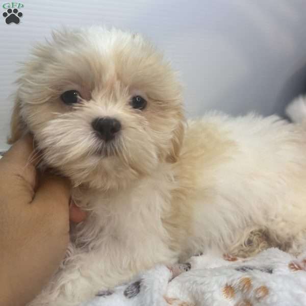 Sara, Shih Tzu Puppy
