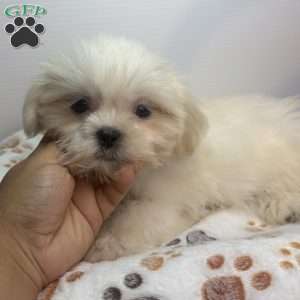 Ully, Shih Tzu Puppy