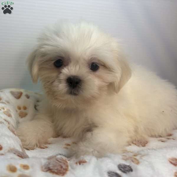 Ully, Shih Tzu Puppy
