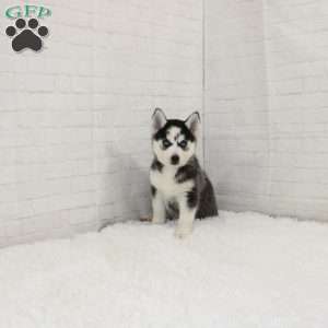 Missy, Pomsky Puppy