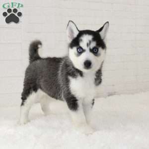 Missy, Pomsky Puppy