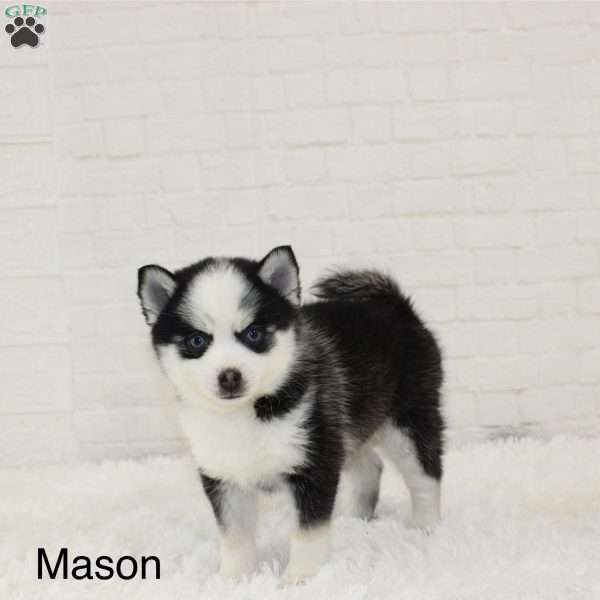Mason, Pomsky Puppy