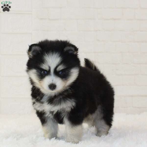 Maverick, Pomsky Puppy
