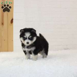 Maverick, Pomsky Puppy