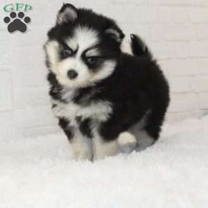 Maverick, Pomsky Puppy