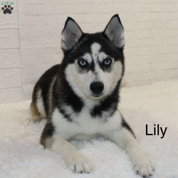 Lily, Pomsky Puppy