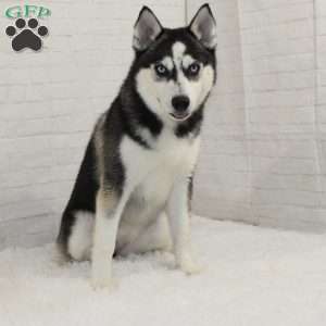 Lily, Pomsky Puppy