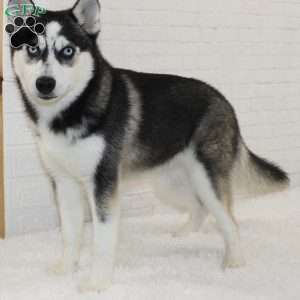 Lily, Pomsky Puppy