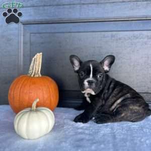 Rocky, French Bulldog Puppy