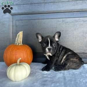 Rocky, French Bulldog Puppy