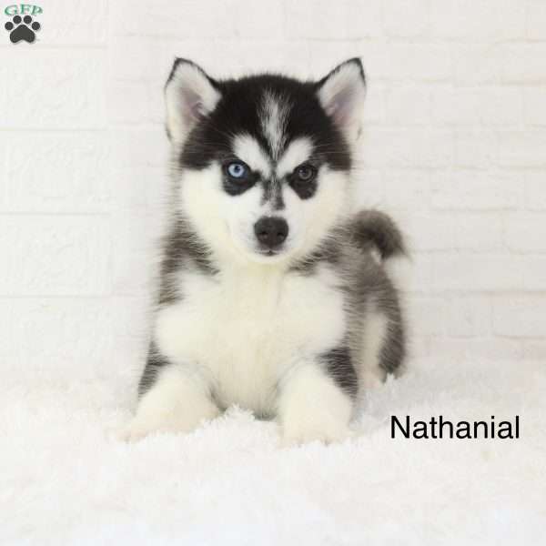 Nathanial, Pomsky Puppy