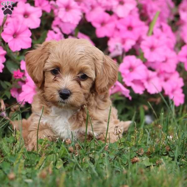 Kiva, Mini Labradoodle Puppy