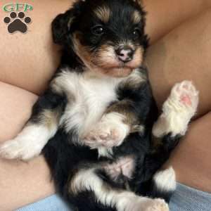 Roxy, Mini Bernedoodle Puppy