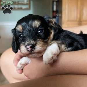 Roxy, Mini Bernedoodle Puppy