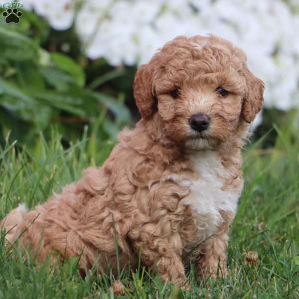 Tucker, Mini Labradoodle Puppy