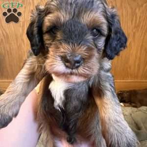 Rory, Mini Bernedoodle Puppy