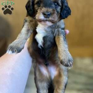 Rory, Mini Bernedoodle Puppy