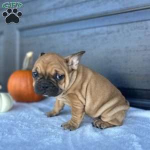 Ranger, French Bulldog Puppy
