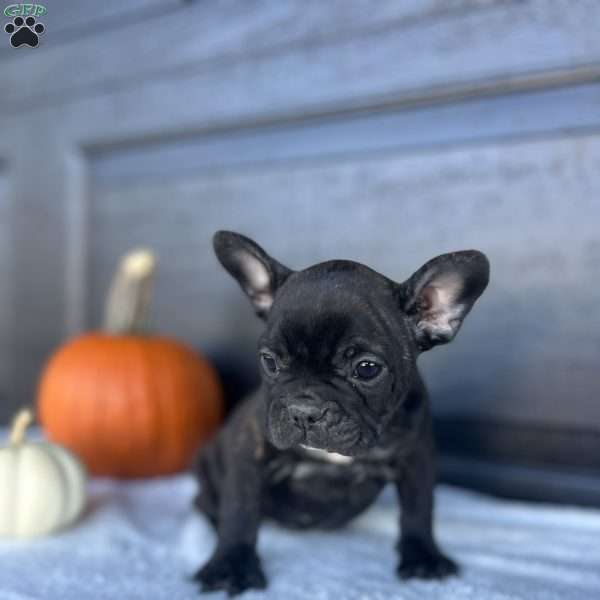 Rusty, French Bulldog Puppy