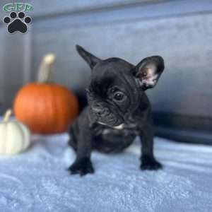 Rusty, French Bulldog Puppy