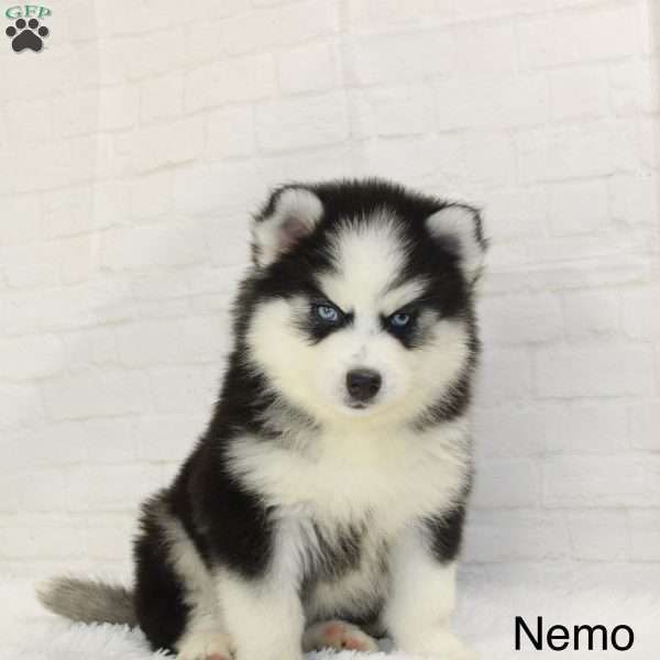 Nemo, Pomsky Puppy