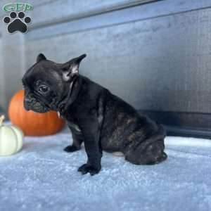 Rusty, French Bulldog Puppy
