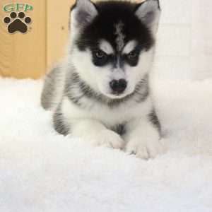 Nelly, Pomsky Puppy