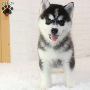 Nelly, Pomsky Puppy