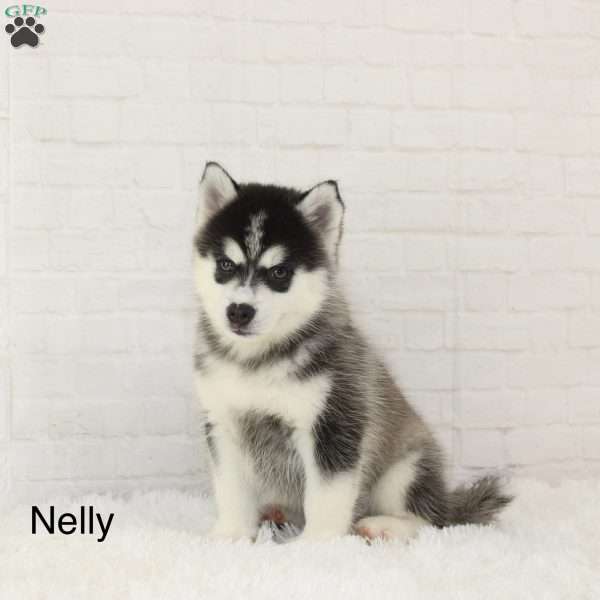 Nelly, Pomsky Puppy