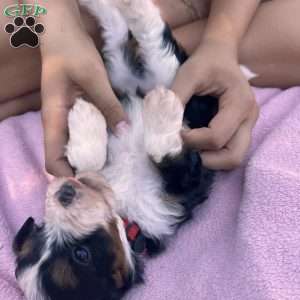 Chester, Mini Bernedoodle Puppy