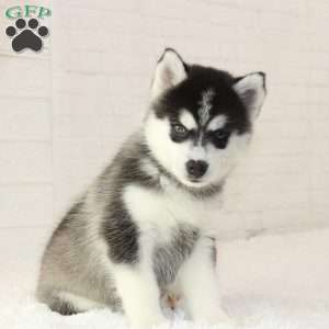 Nelly, Pomsky Puppy