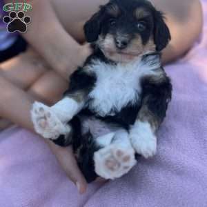 Roxy, Mini Bernedoodle Puppy