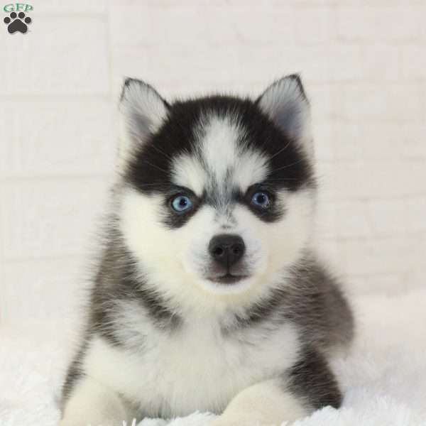Nolan, Pomsky Puppy