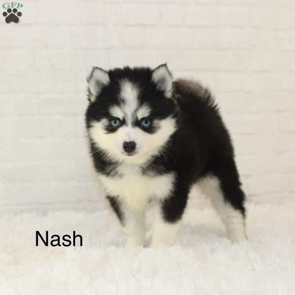 Nash, Pomsky Puppy