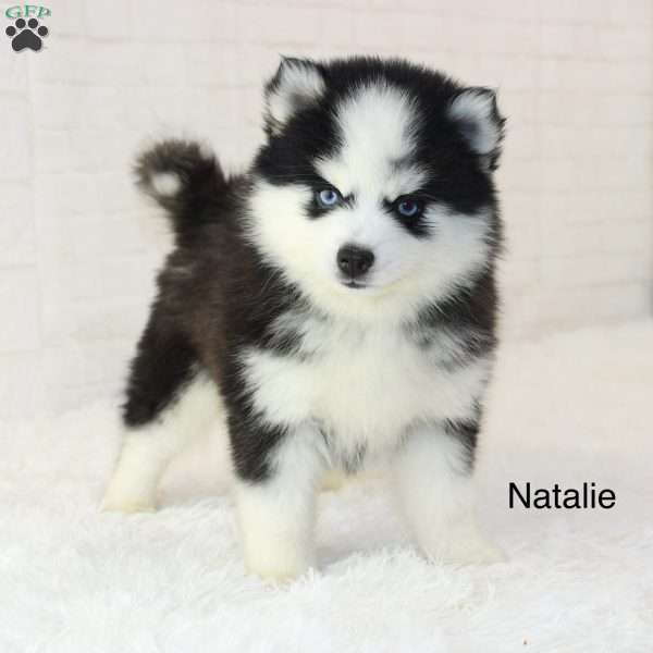 Natalie, Pomsky Puppy
